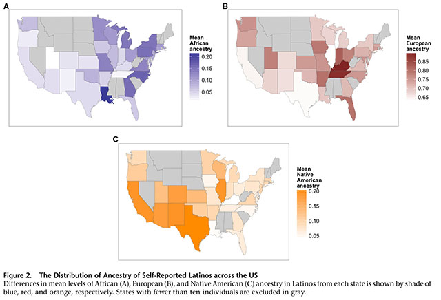 The Genetic Ancestry of African Americans, Latinos, and European
